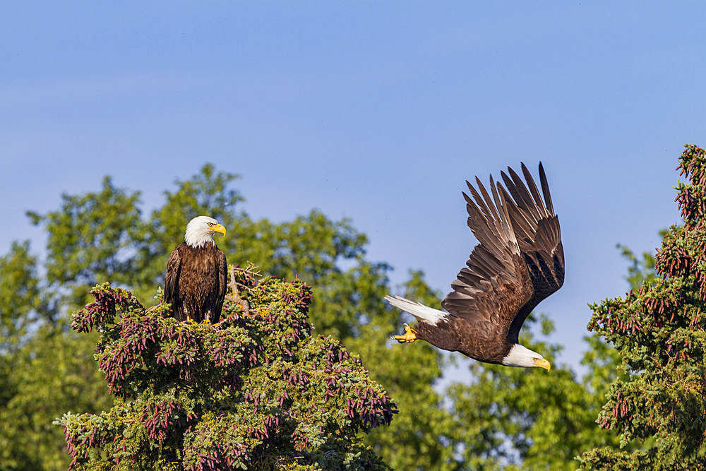 Mated bald eagle (Haliaeetus leucocephalus) pair on nest near the Brooks River in Katmai National Park, Alaska.