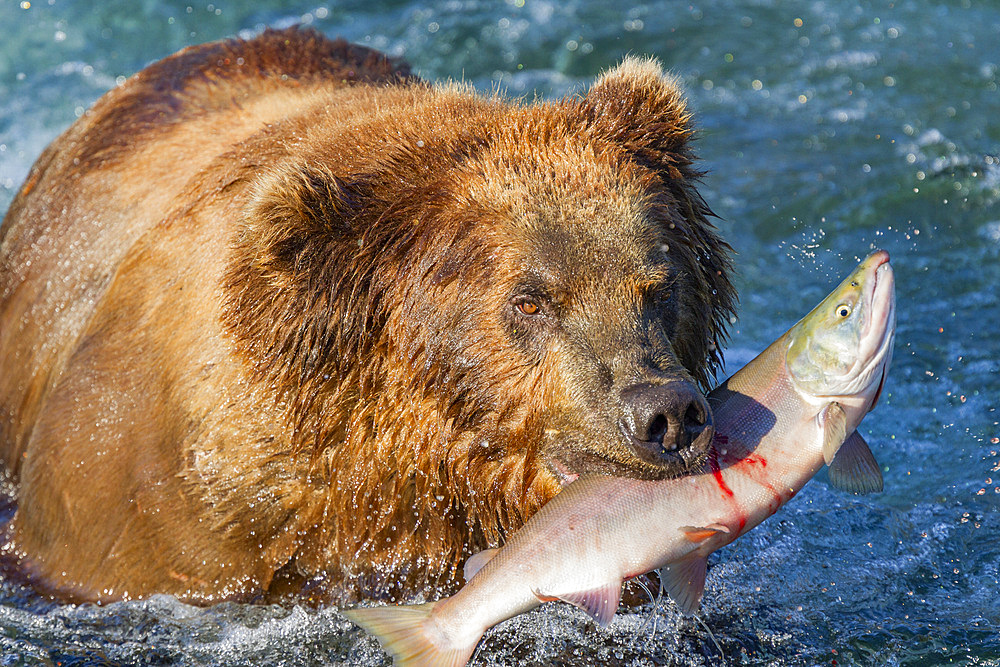 Adult brown bear (Ursus arctos) foraging for salmon at the Brooks River in Katmai National Park, Alaska, USA.