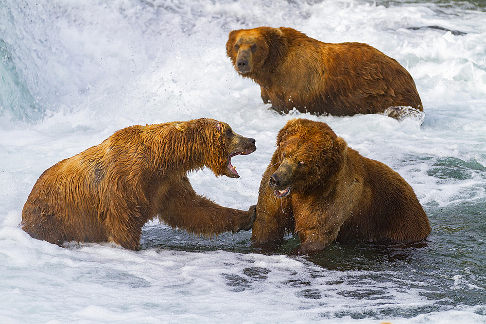 Adult brown bears (Ursus arctos) foraging for salmon at the Brooks River in Katmai National Park, Alaska, USA.