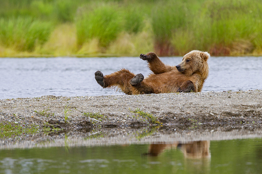 Young brown bear (Ursus arctos) scratching its back on the gravel at the Brooks River in Katmai National Park, Alaska.