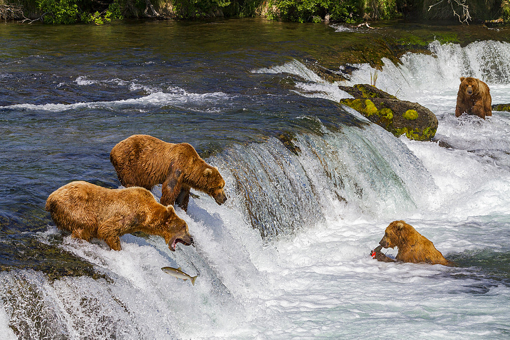 Adult brown bears (Ursus arctos) foraging for salmon at the Brooks River in Katmai National Park, Alaska, USA.