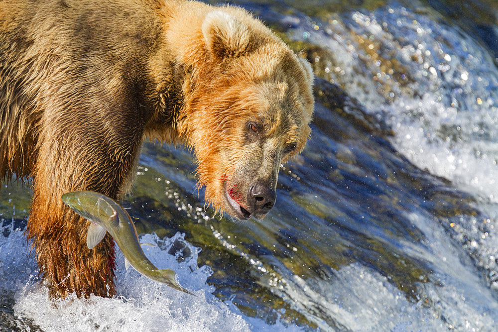 Adult brown bear (Ursus arctos) foraging for salmon at the Brooks River in Katmai National Park, Alaska, USA.