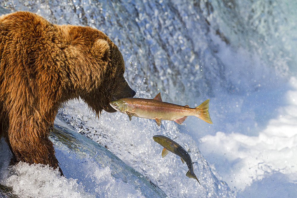 Adult brown bear (Ursus arctos) foraging for salmon at the Brooks River in Katmai National Park, Alaska, USA.