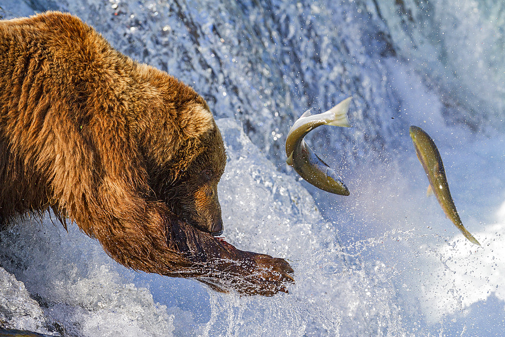 Adult brown bear (Ursus arctos) foraging for salmon at the Brooks River in Katmai National Park, Alaska, USA.