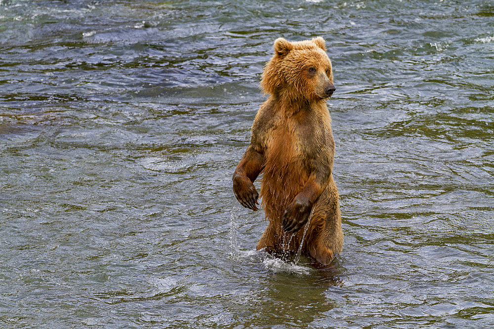 Adult brown bear (Ursus arctos) foraging for salmon at the Brooks River in Katmai National Park, Alaska, USA.