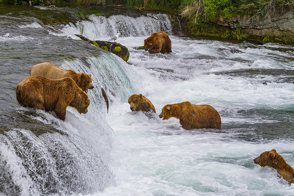 A view from the Park Service platform where adult brown bears (Ursus arctos) forage for salmon in Katmai National Park.