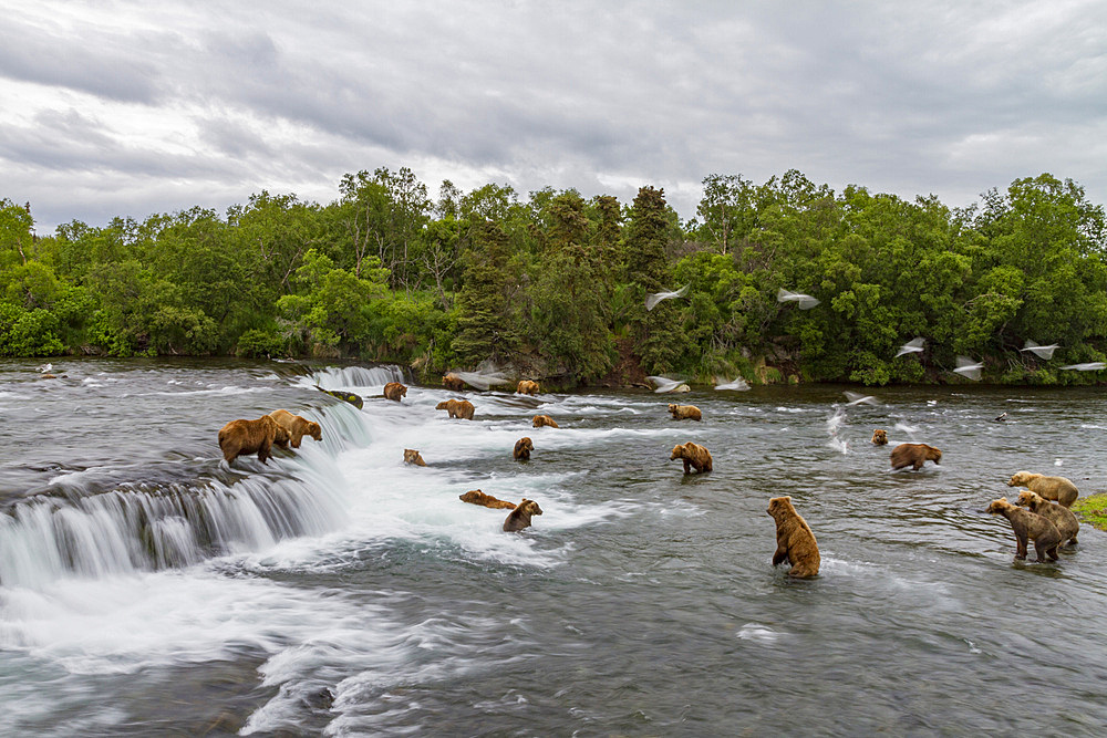 A view from the Park Service platform where adult brown bears (Ursus arctos) forage for salmon in Katmai National Park.