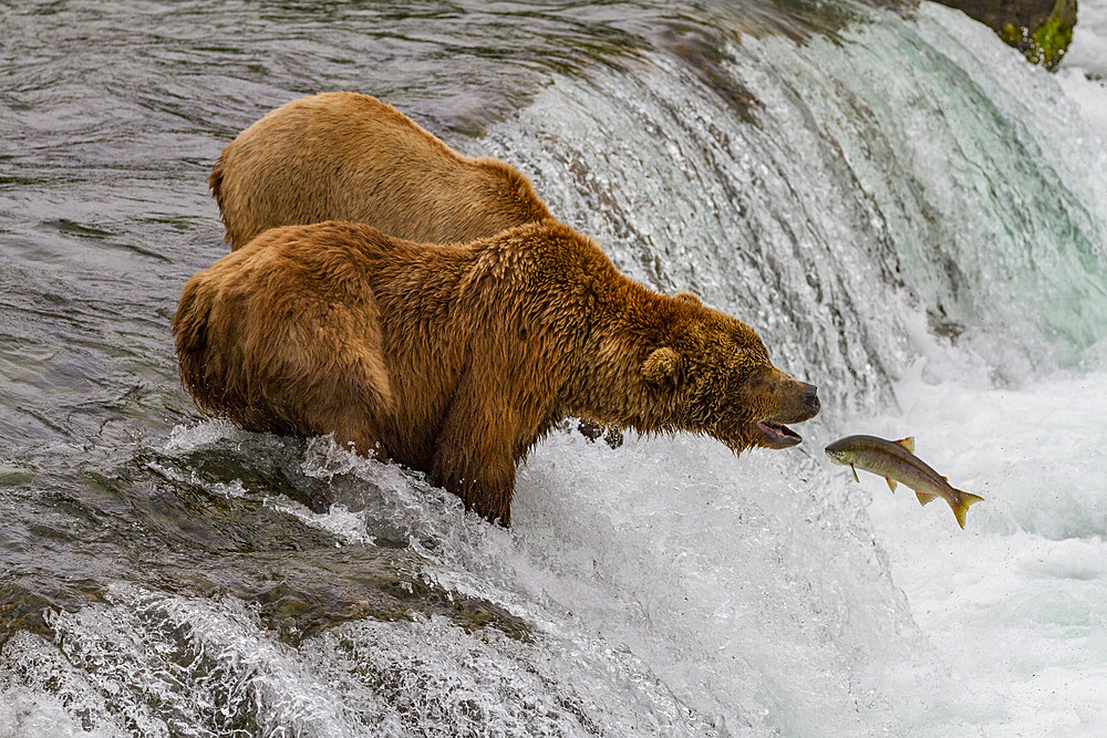 Adult brown bears (Ursus arctos) foraging for salmon at the Brooks River in Katmai National Park, Alaska, USA.