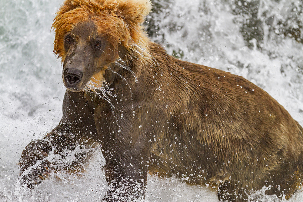 Adult brown bear (Ursus arctos) foraging for salmon at the Brooks River in Katmai National Park, Alaska, USA.