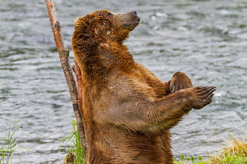 Adult brown bear (Ursus arctos) scratching its back on a tree at the Brooks River in Katmai National Park near Bristol Bay, Alaska, USA. Pacific Ocean. MORE INFO Every July salmon spawn in the river between Naknek Lake and Brooks Lake and brown bears cong