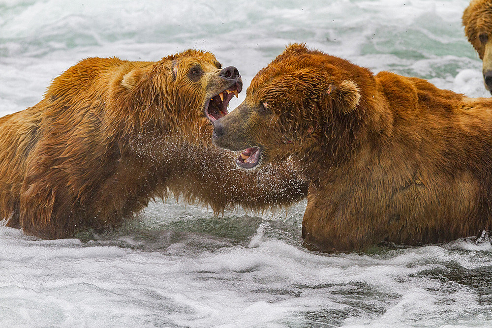 Adult brown bears (Ursus arctos) foraging for salmon at the Brooks River in Katmai National Park, Alaska, USA.