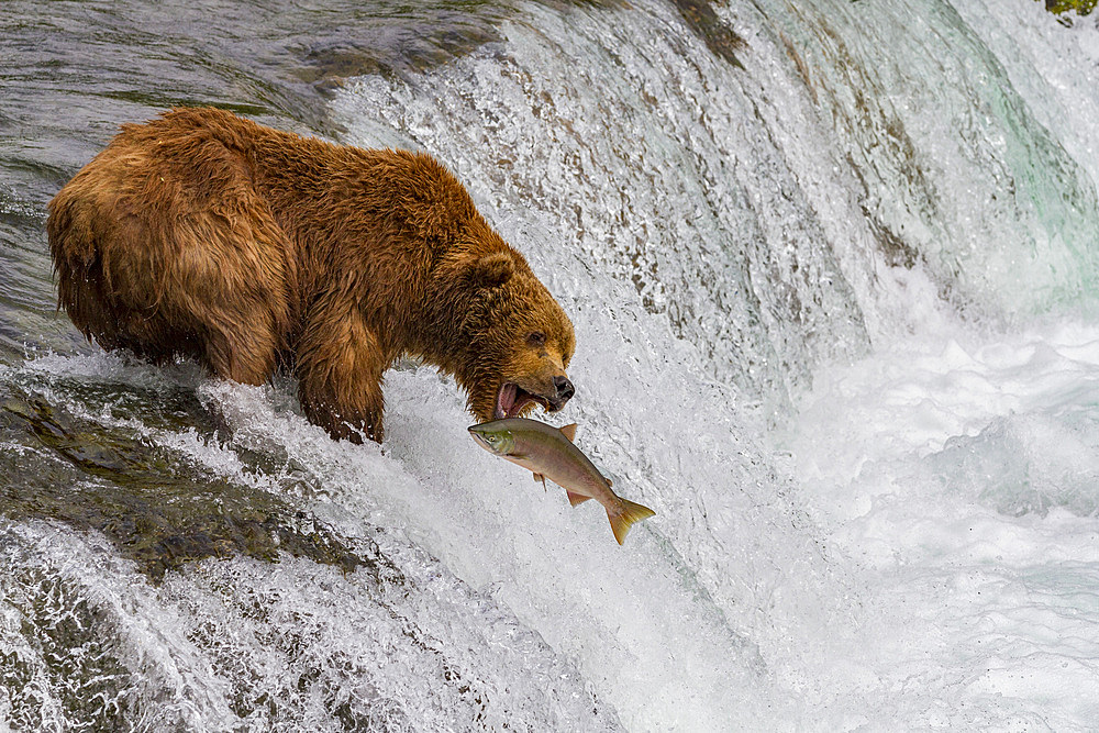 Adult brown bear (Ursus arctos) foraging for salmon at the Brooks River in Katmai National Park, Alaska, USA.