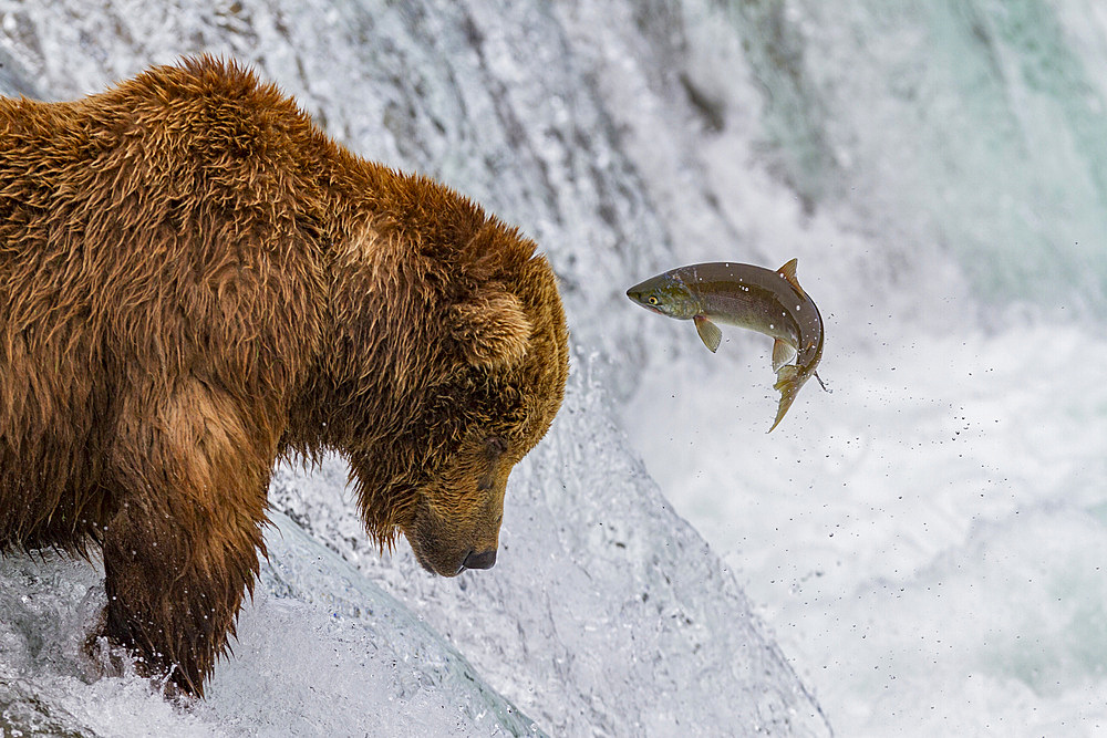 Adult brown bear (Ursus arctos) foraging for salmon at the Brooks River in Katmai National Park, Alaska, USA.