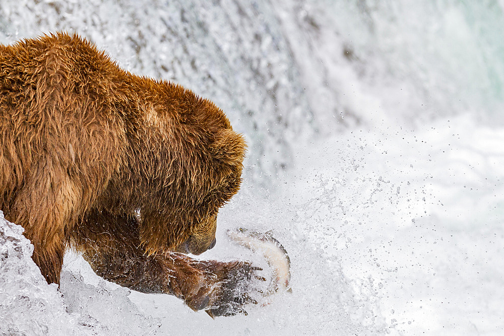 Adult brown bear (Ursus arctos) foraging for salmon at the Brooks River in Katmai National Park, Alaska, USA.