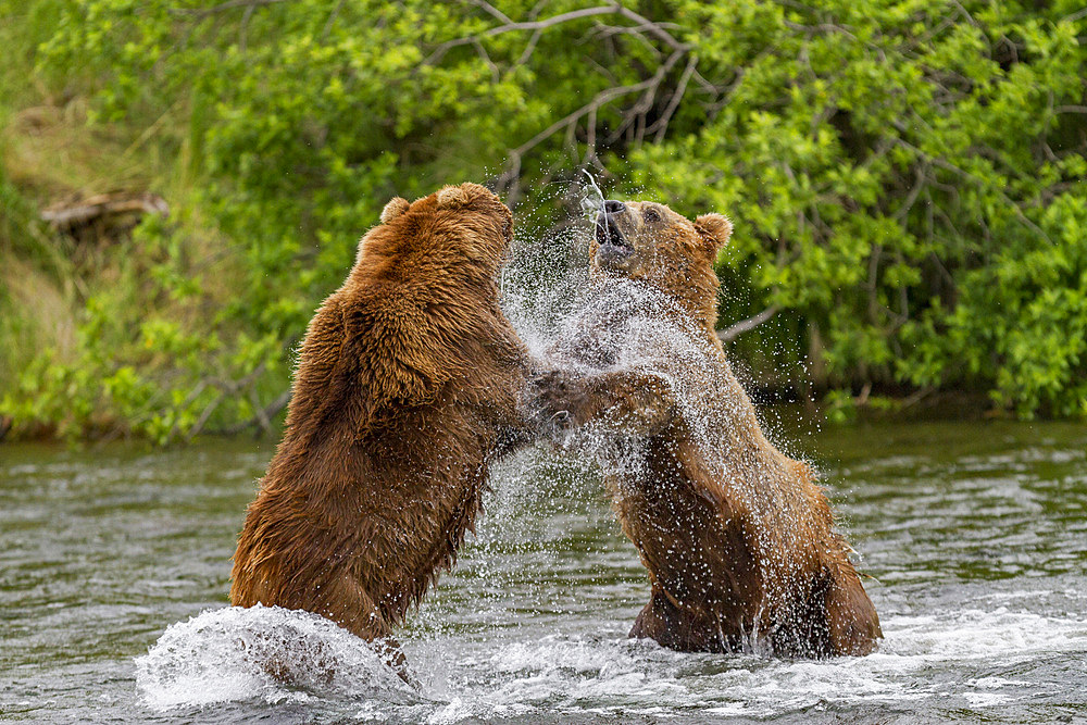 Adult brown bears (Ursus arctos) disputing fishing rights for salmon at the Brooks River in Katmai National Park, Alaska.