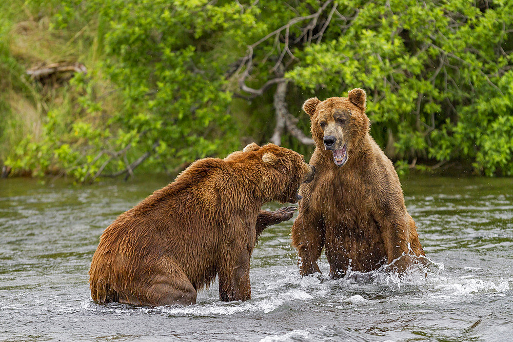 Adult brown bears (Ursus arctos) disputing fishing rights for salmon at the Brooks River in Katmai National Park, Alaska.