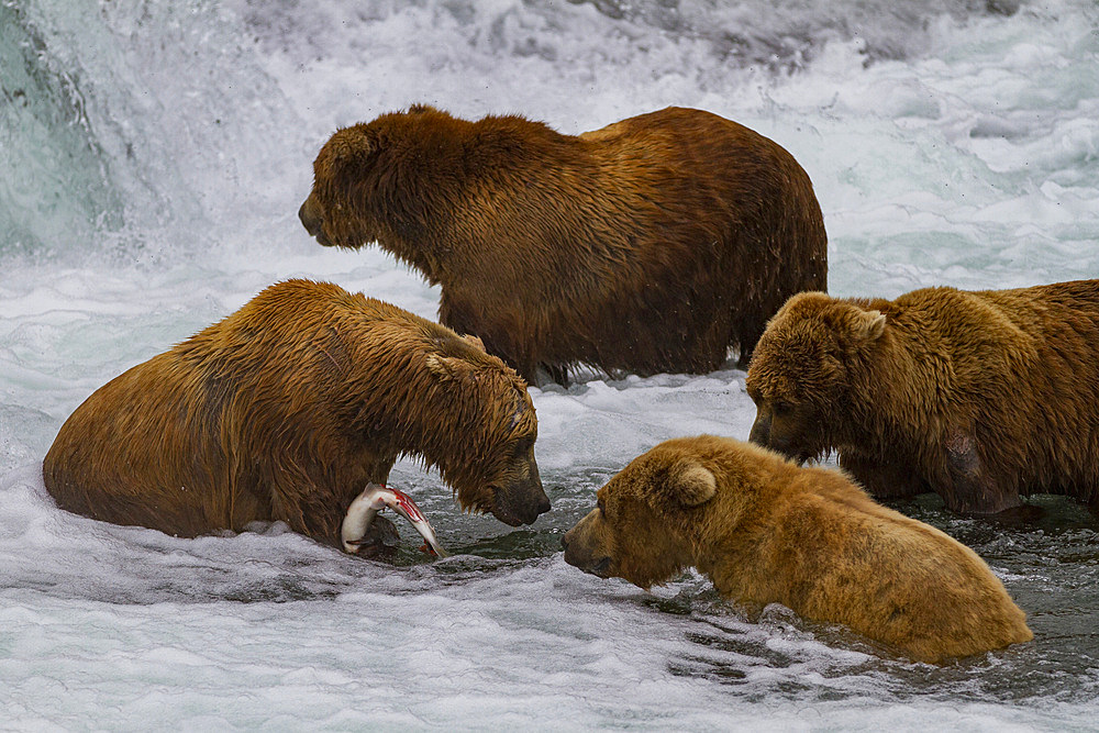 Adult brown bears (Ursus arctos) foraging for salmon at the Brooks River in Katmai National Park, Alaska, USA.