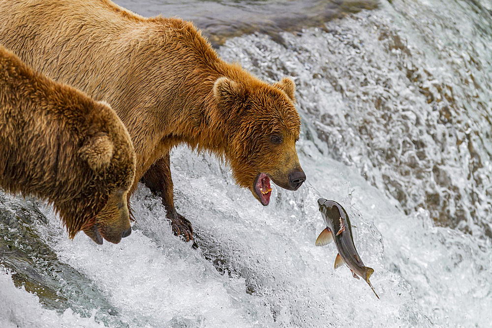 Adult brown bears (Ursus arctos) foraging for salmon at the Brooks River in Katmai National Park, Alaska, USA.