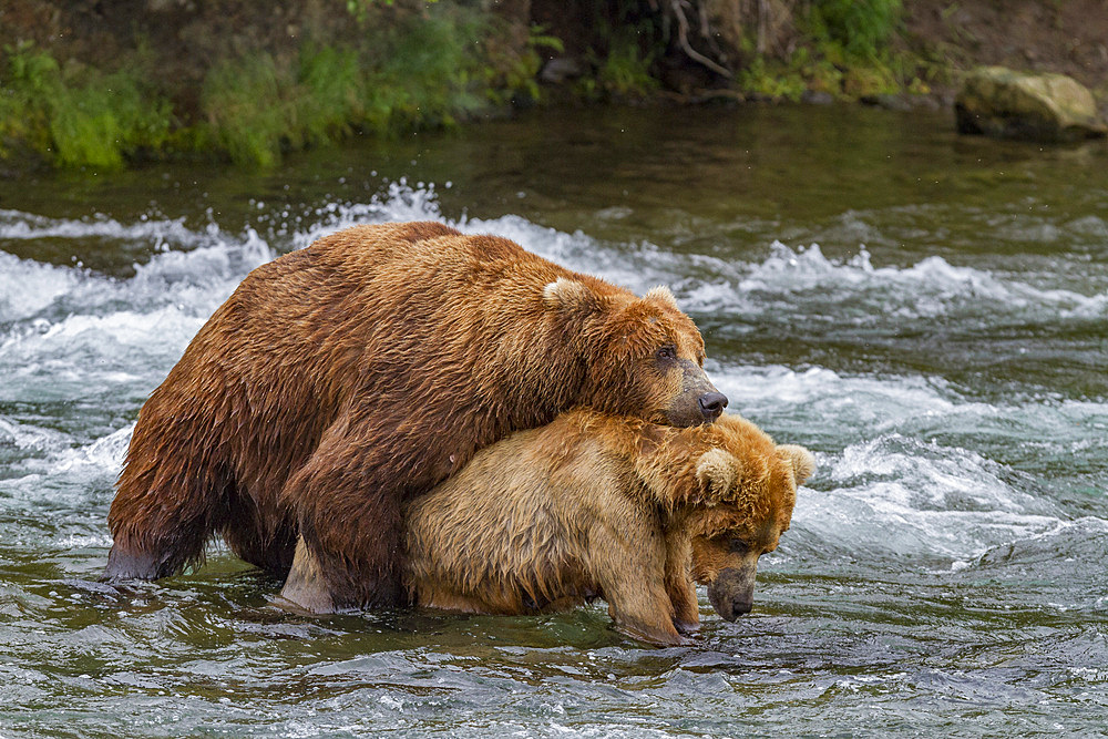 Adult brown bears (Ursus arctos) displaying courtship behaviour at the Brooks River in Katmai National Park near Bristol Bay, Alaska, USA. Pacific Ocean. MORE INFO Every July salmon spawn in the river between Naknek Lake and Brooks Lake and brown bears co