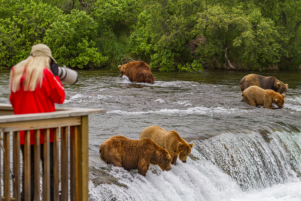 A view from the Park Service platform where adult brown bears (Ursus arctos) forage for salmon in Katmai National Park.