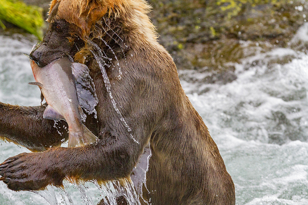 Adult brown bears (Ursus arctos) foraging for salmon at the Brooks River in Katmai National Park, Alaska, USA.