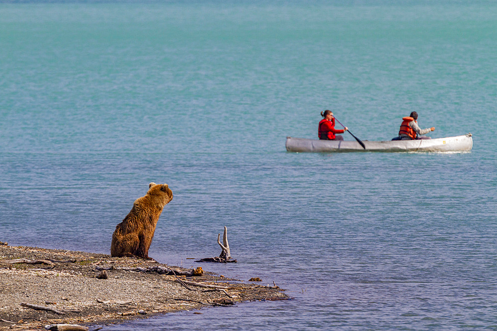 Adult brown bear sow (Ursus arctos) watching human activities at the Brooks River in Katmai National Park, Alaska.