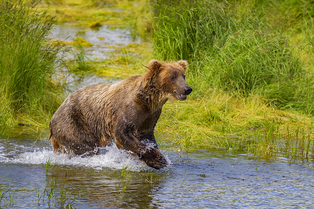 Adult brown bears (Ursus arctos) foraging for salmon at the Brooks River in Katmai National Park, Alaska, USA.