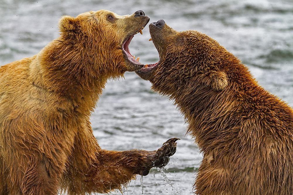 Adult brown bears (Ursus arctos) disputing fishing rights for salmon at the Brooks River in Katmai National Park, Alaska.