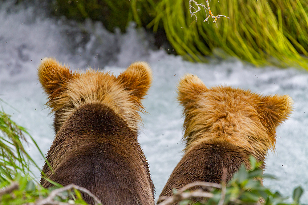 Young brown bear (Ursus arctos) cubs watching mom hunt for salmon at the Brooks River in Katmai National Park.