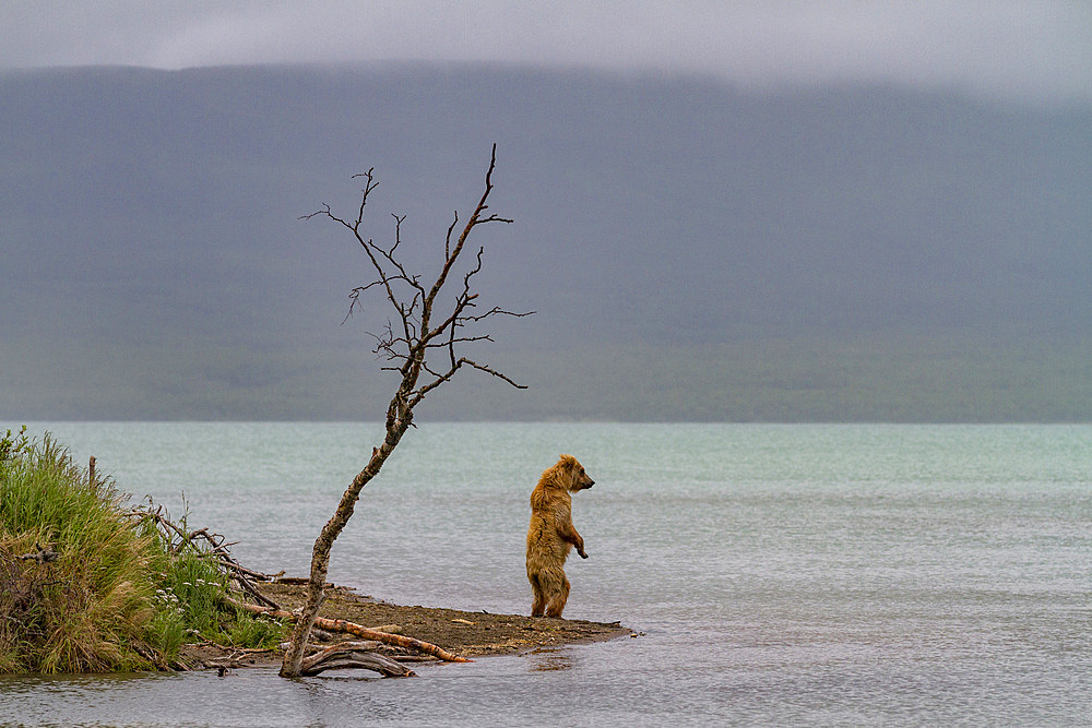 Young brown bear (Ursus arctos) standing and looking for salmon at the Brooks River in Katmai National Park, Alaska.