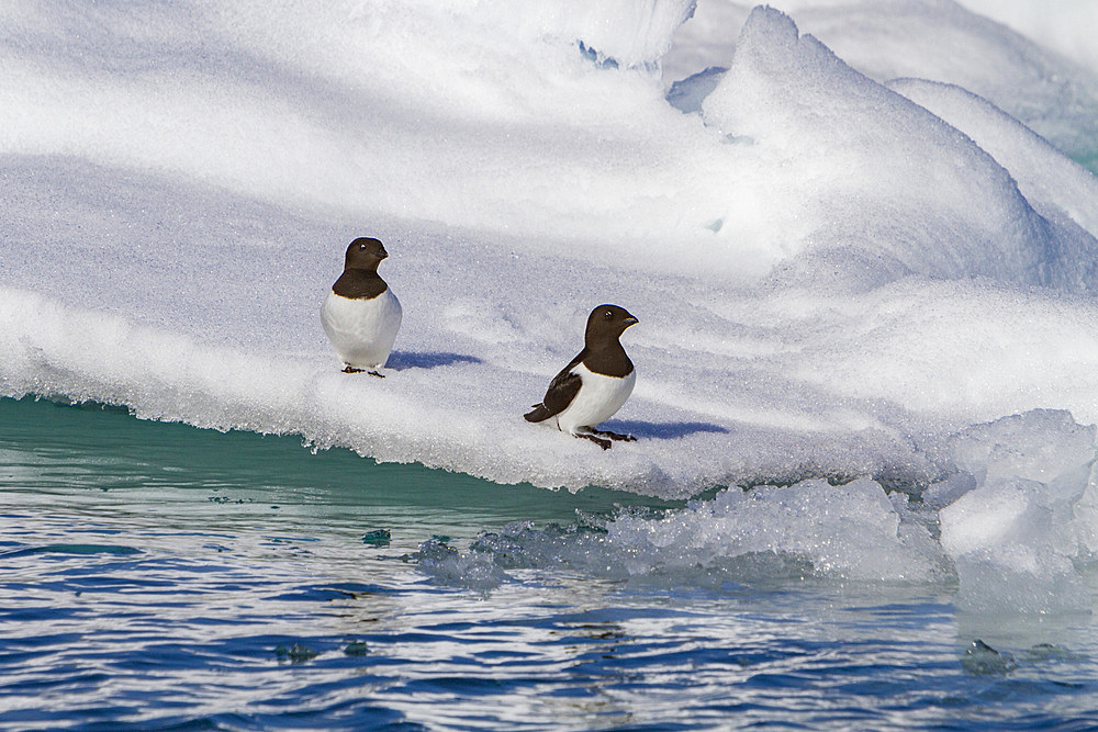 Adult dovekie (Alle alle alle) breeding area on the island of Bölscheøya in the Svalbard Archipelago, Norway.