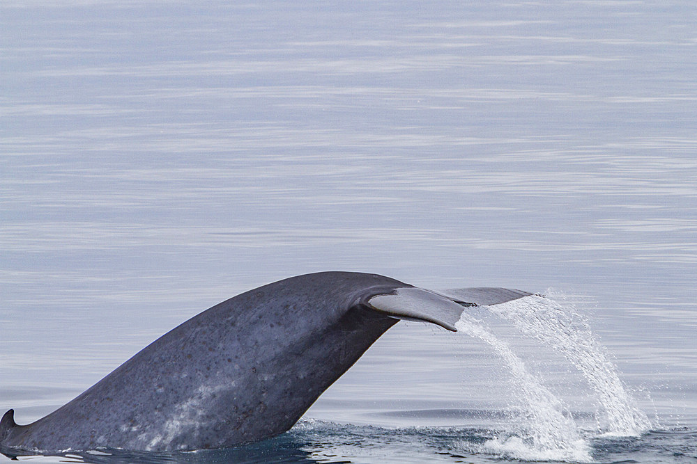 A rare sighting of an adult blue whale (Balaenoptera musculus) sub-surface feeding in the Svalbard Archipelago, Norway.