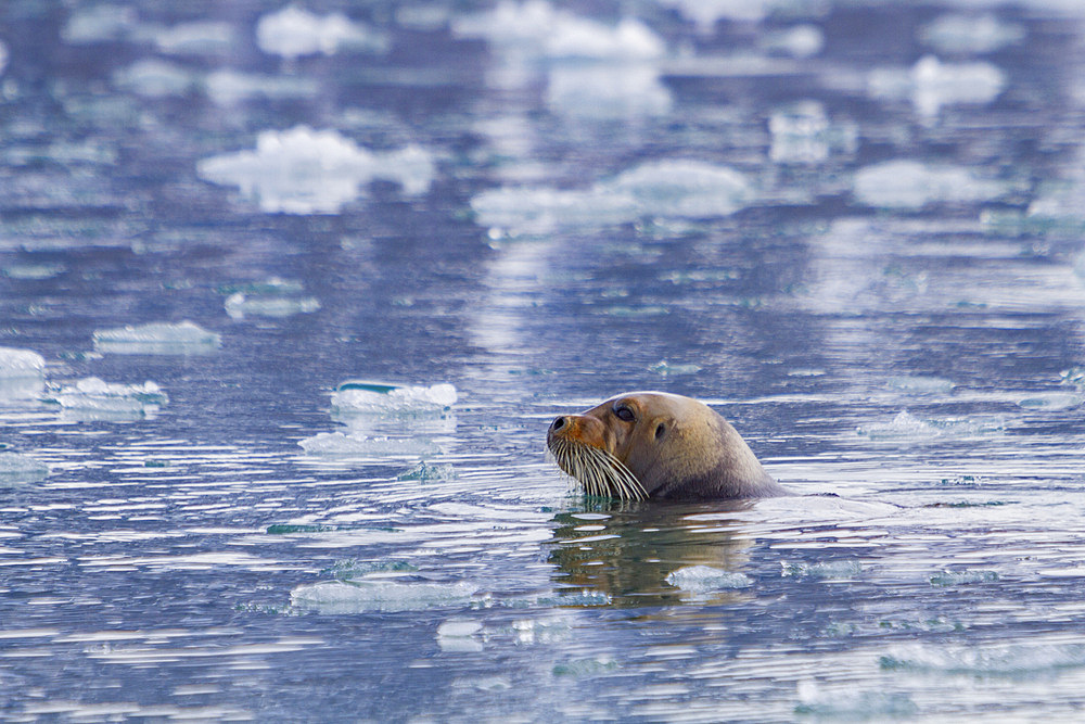 Adult bearded seal (Erignathus barbatus) swimming amongst the ice in the Svalbard Archipelago, Norway. MORE INFO Bearded seals are the primary food source for the polar bear (Ursus maritimus). It feeds primarily on clams, squid, and fish along the bottom.