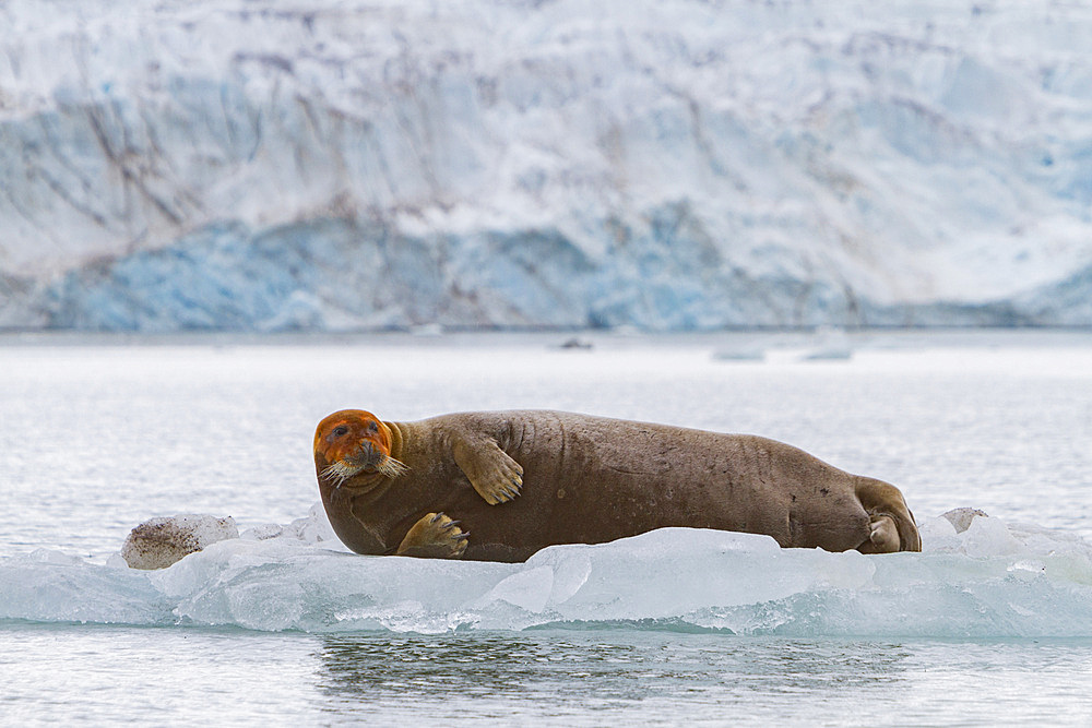 Adult bearded seal (Erignathus barbatus) hauled out on the ice in the Svalbard Archipelago, Norway.