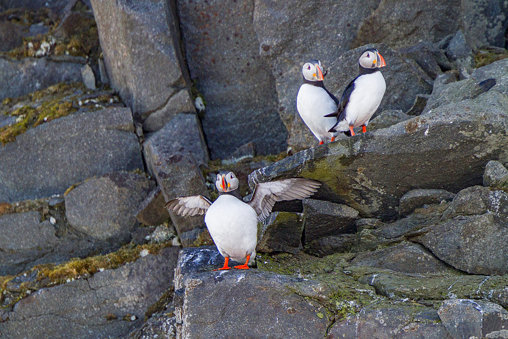 Adult Atlantic puffins, Fratercula arctica, breeding on the island of Bölscheøya in the Svalbard Archipelago, Norway.