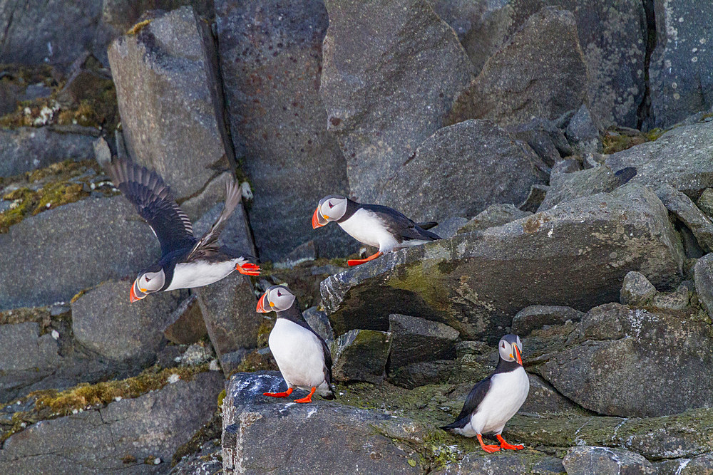 Adult Atlantic puffins, Fratercula arctica, breeding on the island of Bölscheøya in the Svalbard Archipelago, Norway.