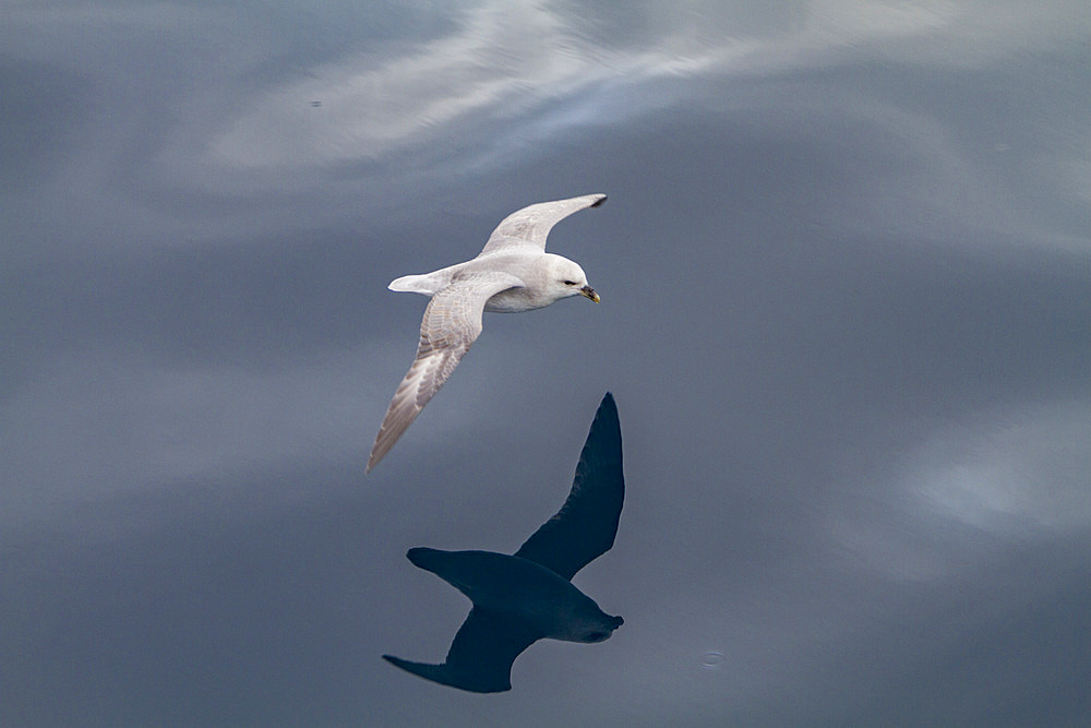 Northern fulmar (Fulmarus glacialis glacialis) on the wing in the Svalbard Archipelago, Norway.