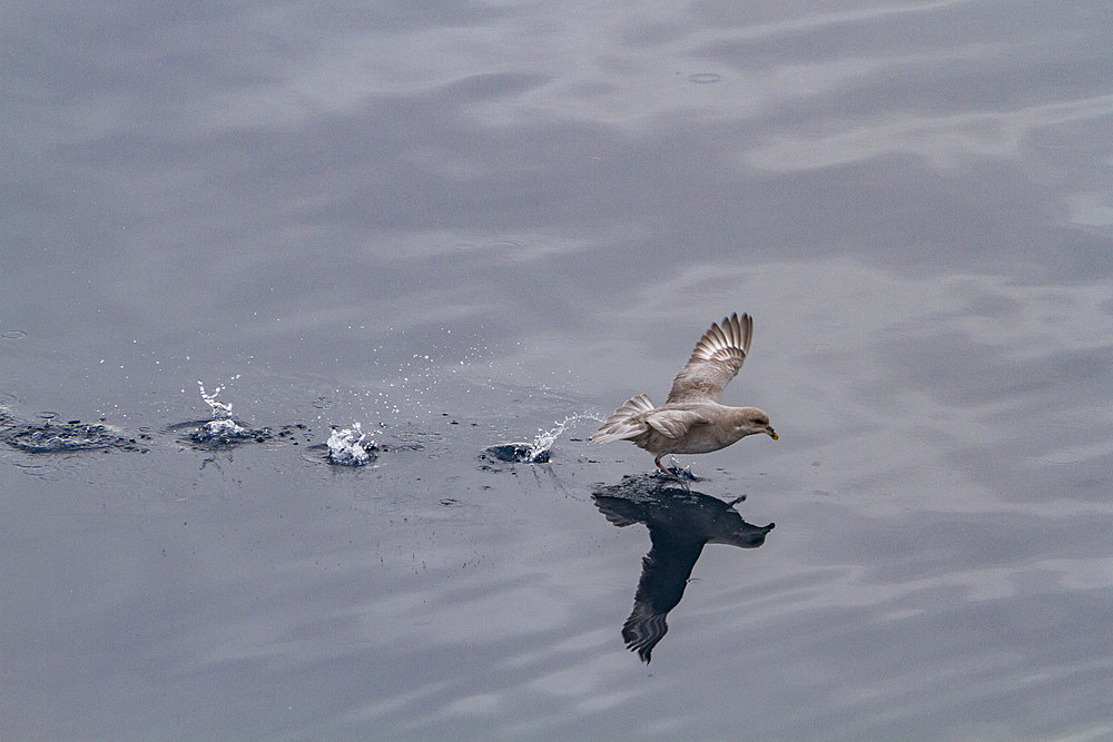 Northern fulmar (Fulmarus glacialis glacialis) taking flight in the Svalbard Archipelago, Norway.