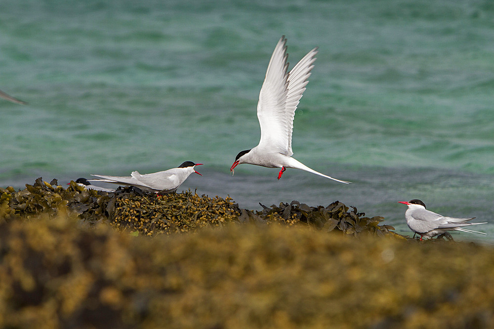 Adult arctic tern (Sterna paradisaea) male bringing female a fish, Spitsbergen Island in the Svalbard Archipelago, Norway.