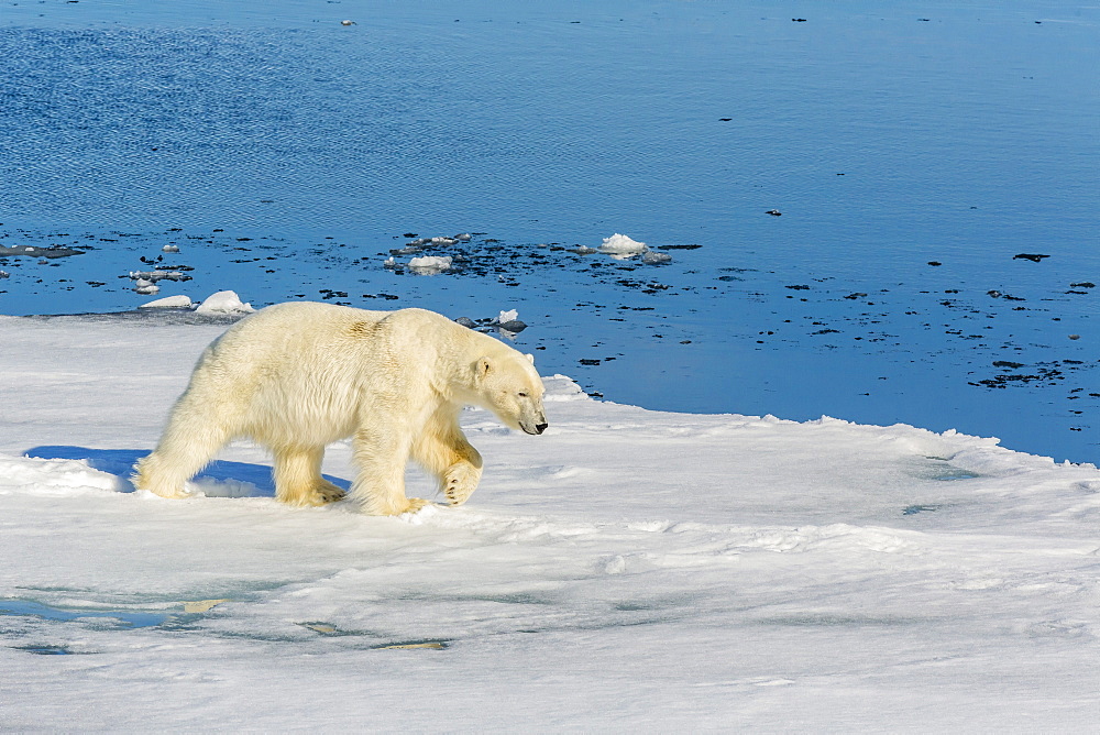 Young adult polar bear (Ursus maritimus) on ice in Hinlopen Strait, Svalbard, Norway, Scandinaiva, Europe