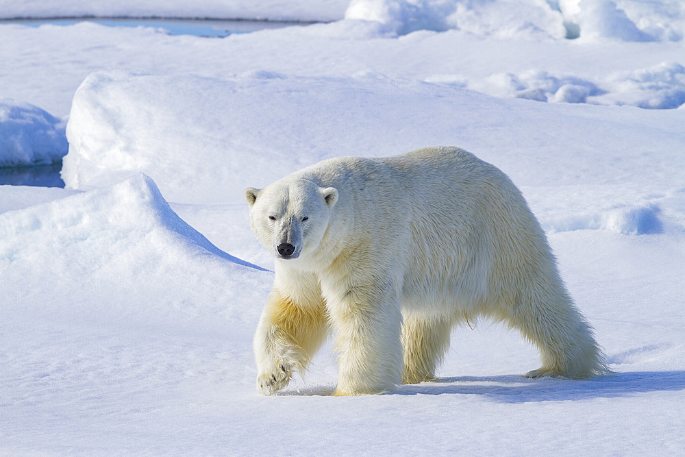 Adult male polar bear, Ursus maritimus, on multi-year ice floes off the eastern coast of Spitsbergen in the Svalbard, Norway.