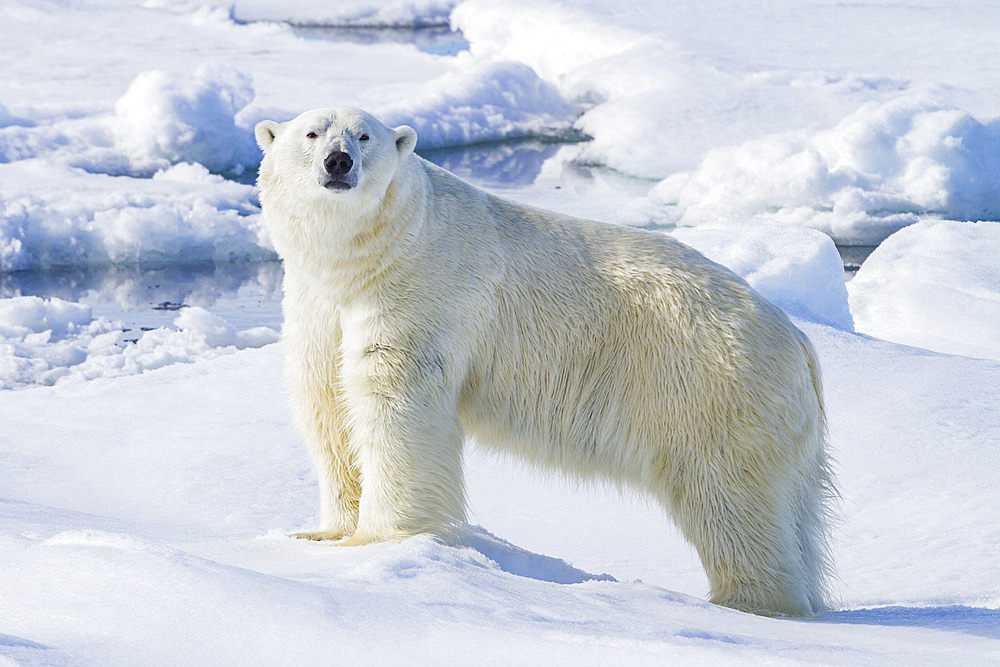 Adult male polar bear, Ursus maritimus, on multi-year ice floes off the eastern coast of Spitsbergen in the Svalbard, Norway.