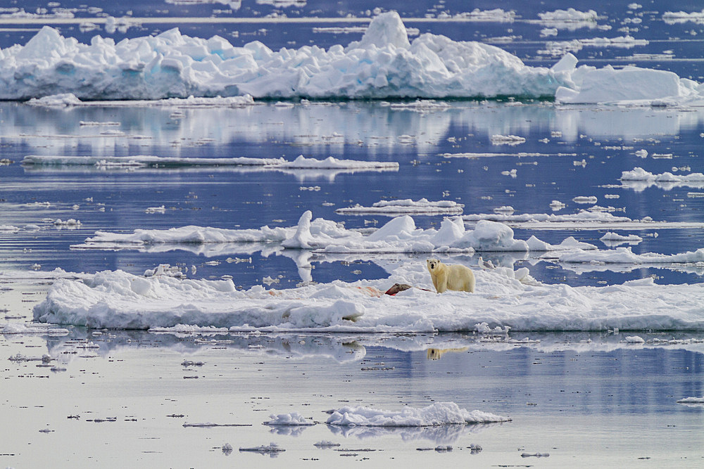 Adult polar bear (Ursus maritimus) with a freshly killed ringed seal, Pusa hispida, in the Svalbard Archipelago, Norway.