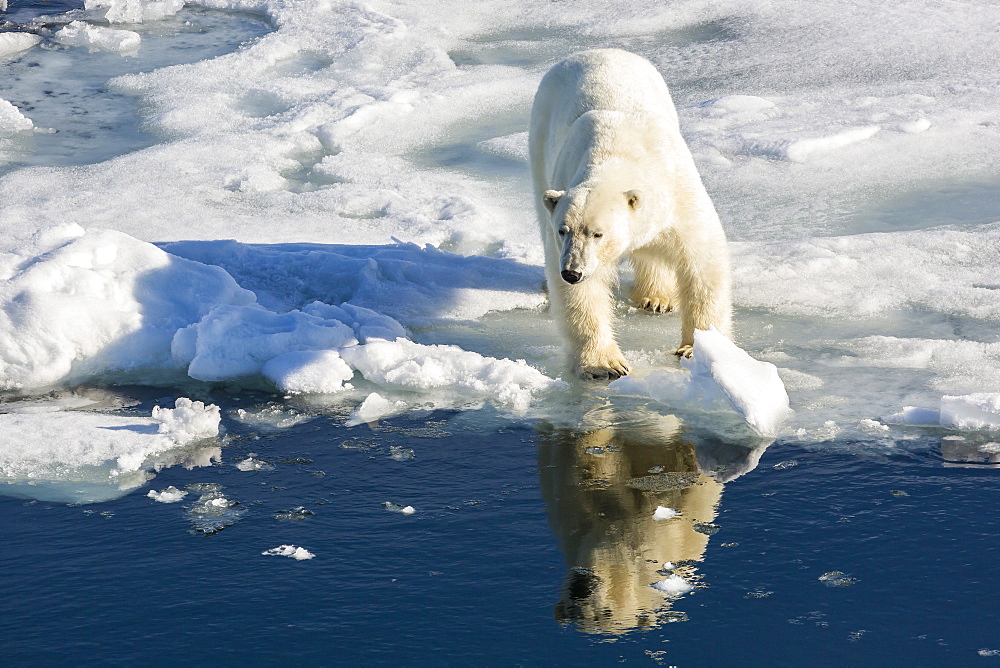 Young adult polar bear (Ursus maritimus) on ice in Hinlopen Strait, Svalbard, Norway, Scandinaiva, Europe