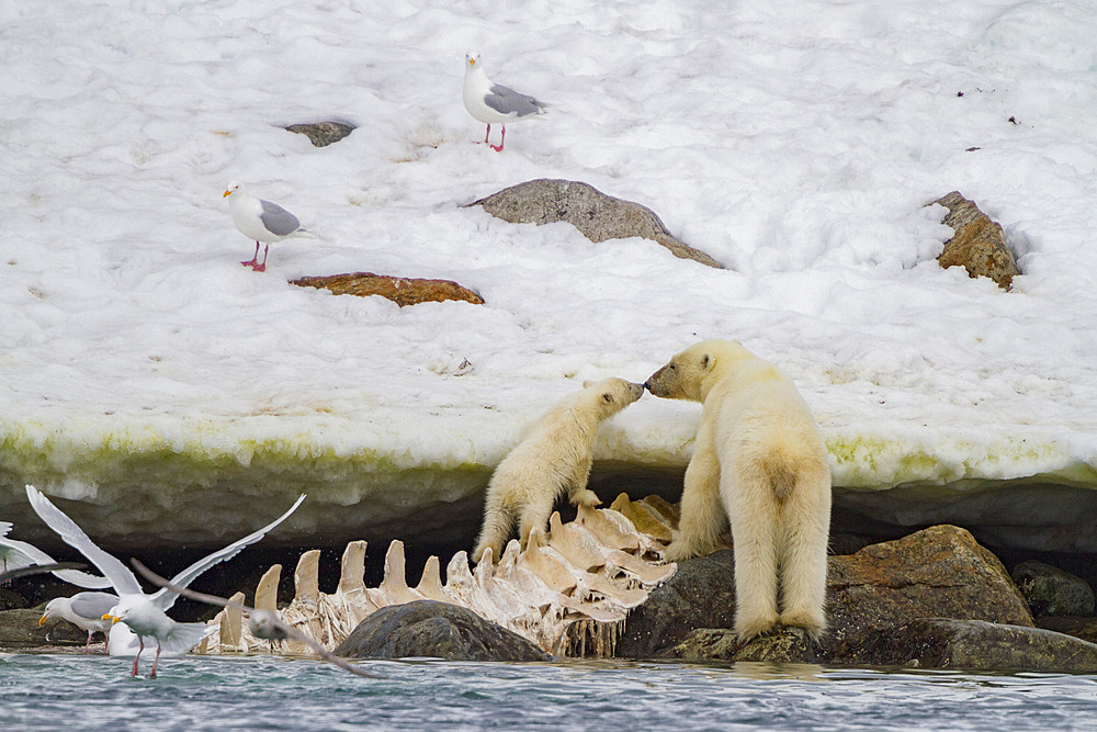 A mother polar bear, Ursus maritimus, and COY feeding on a fin whale carcass in Holmabukta in the Svalbard Archipelago.