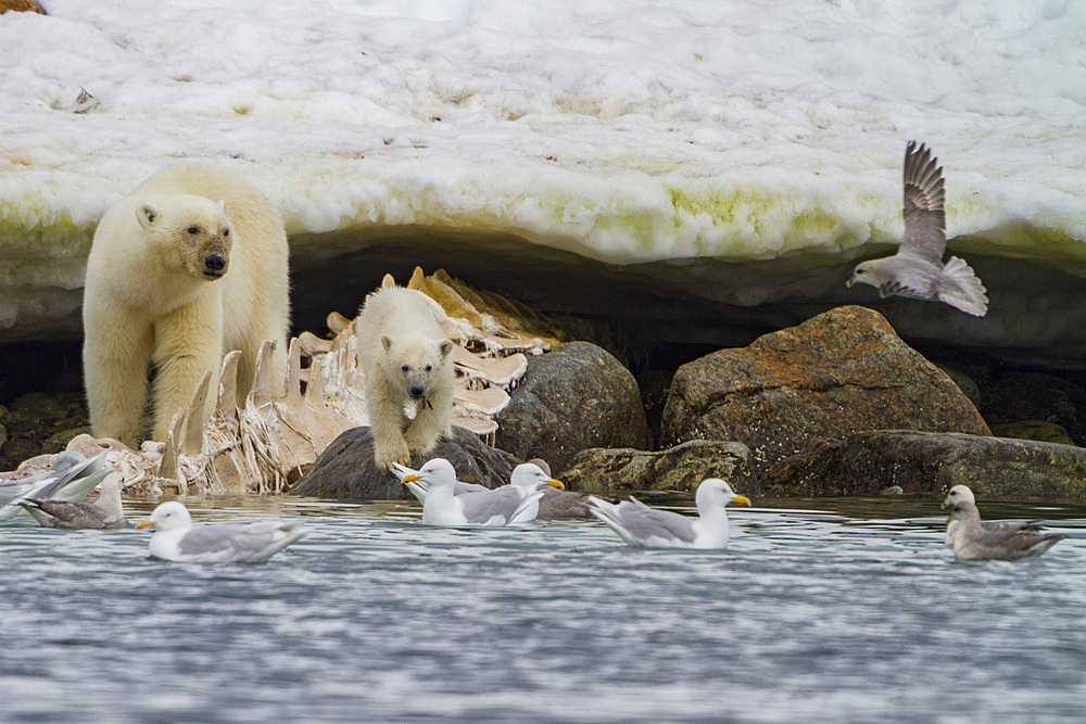 A mother polar bear, Ursus maritimus, and COY feeding on a fin whale carcass in Holmabukta in the Svalbard Archipelago.