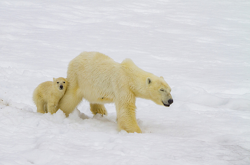 Mother polar bear, Ursus maritimus, with cub of the year in Holmabukta in the Svalbard Archipelago, Norway.