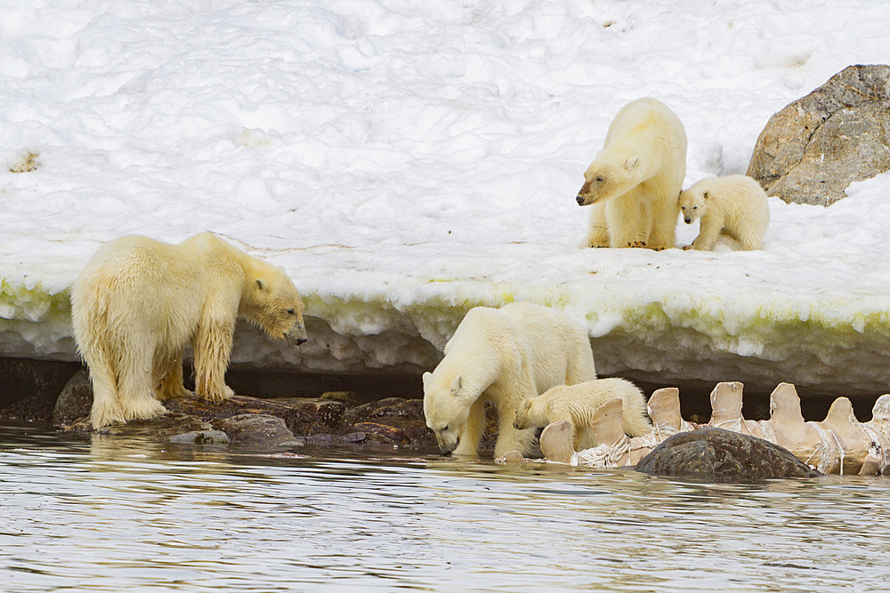 2 mother polar bears (Ursus maritimus) with cubs-of-year watch a male bear feeding on a fin whale carcass in Svalbard, Norway.