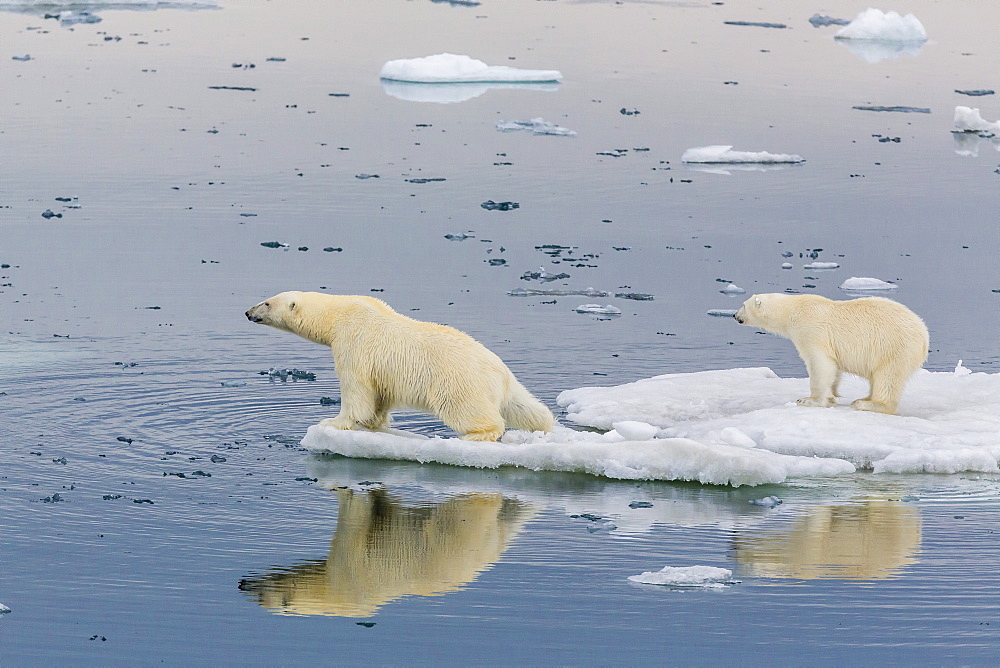 Mother polar bear with second year cub (Ursus maritimus) on ice in Olgastretet off Barentsoya, Svalbard, Norway, Scandinavia, Europe