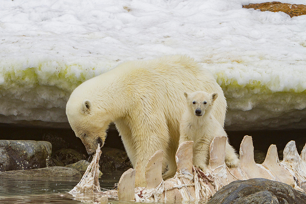 A mother polar bear, Ursus maritimus, with cub-of-year feeding on a fin whale carcass in Holmabukta, Svalbard, Norway.